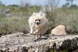 SPITZ ALLEMAND 020